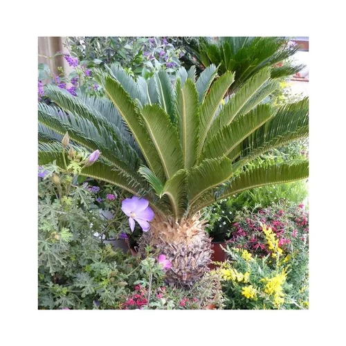 Cycas Revoluta vert. Ø 30 cm