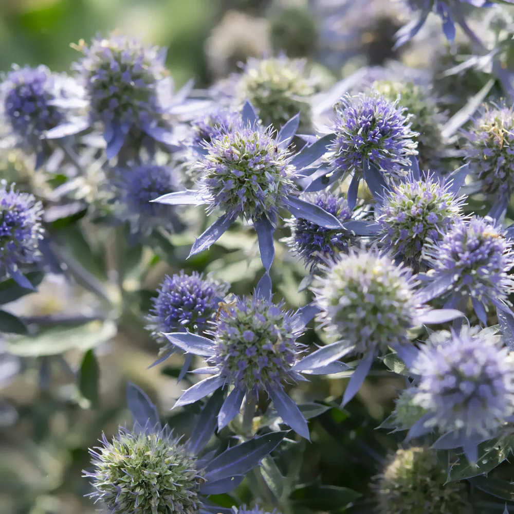 Panicaut à feuilles planes Blue Hobbit Eryngium planum Blue Hobbit