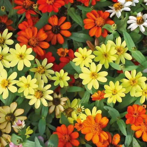 Zinnia à petites fleurs multicolores. Le pot de 9 cm