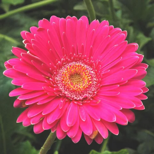 Gerbera à fleurs multicolores - Le pot Ø 14 cm