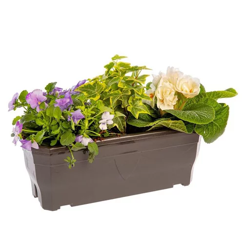 Jardinière printanière de Viola, Lierre et Primevère à fleurs multicolores - La jardinière de 30 cm