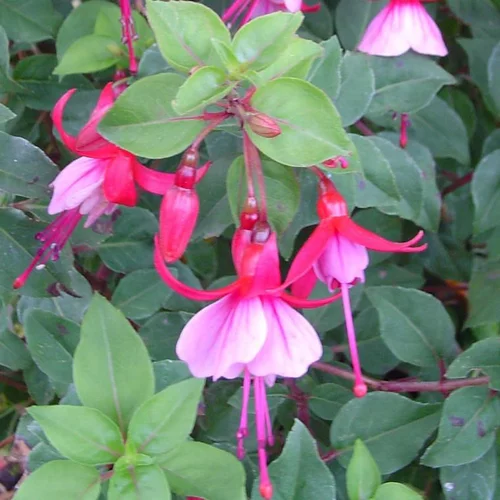 Fuchsia - Le pot de 2 litres