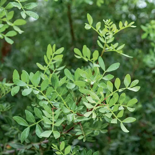 Lentisque pistachier vert. Le pot de 3L
