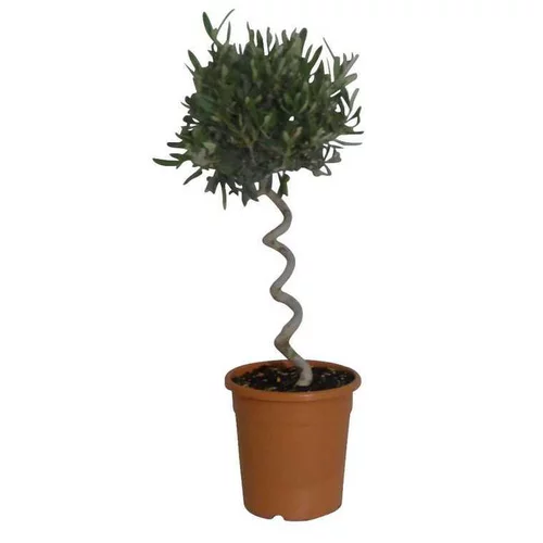 Olea Europaea ou Olivier Spirale 70/80 cm en pot de 6 L
