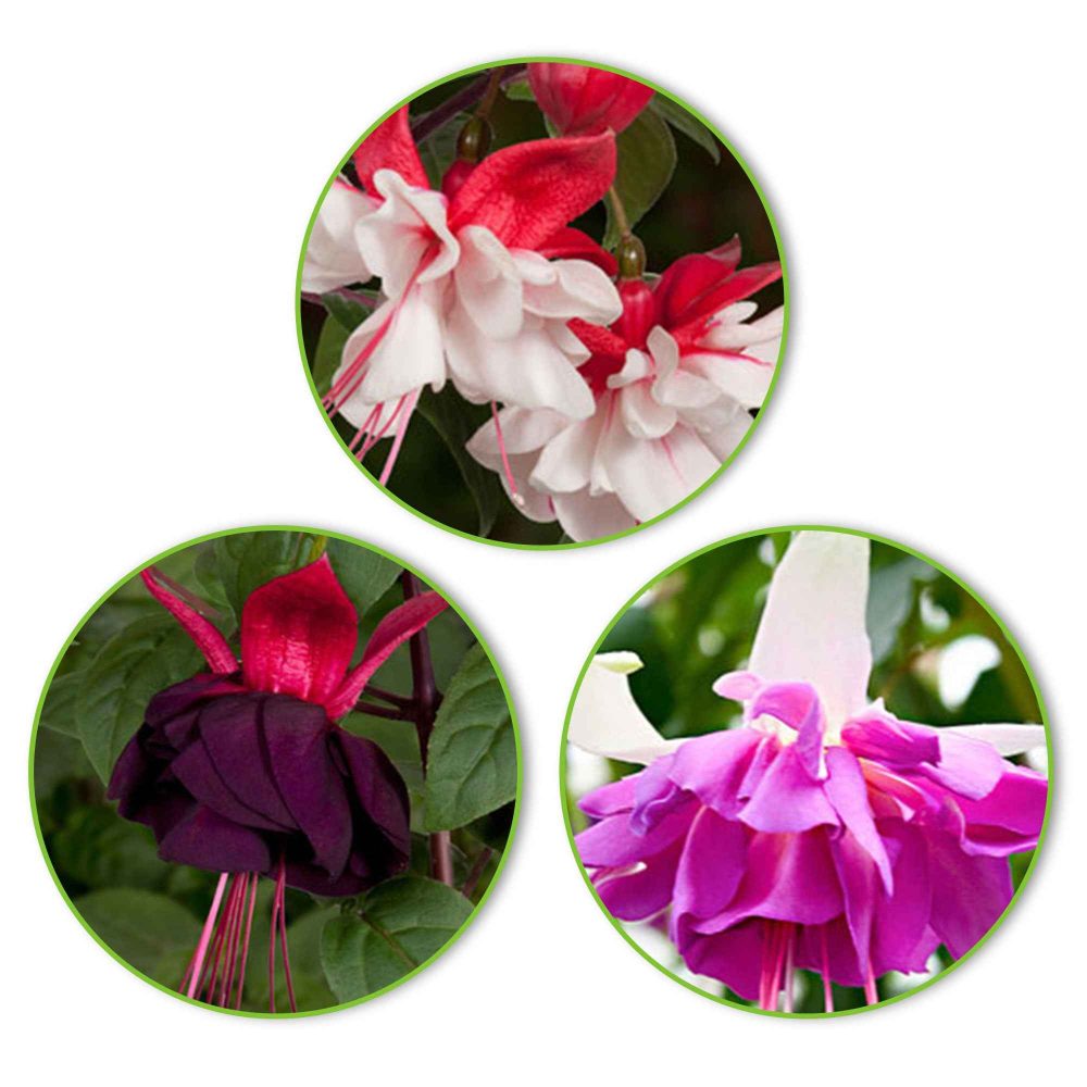 3 Fuchsias Bella Rosella, Blue Angel, New Millenium en mélange Fuchsia Bella Rosella, Blue Angel, New Millenium