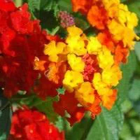 Lantana sur tige - Le pot de 45 cm