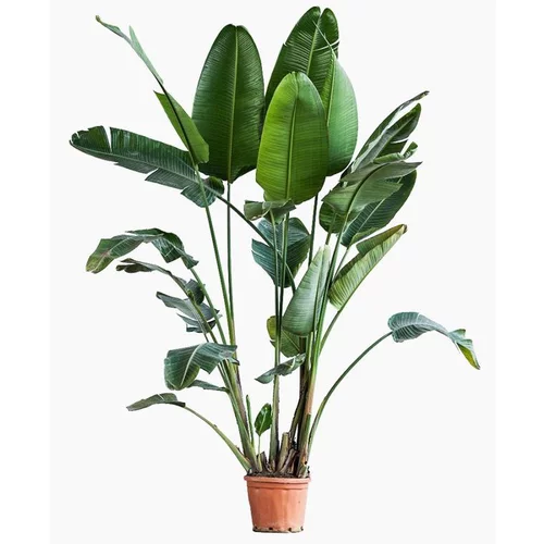 Strelitzia Augusta (Oiseau de Paradis) en pot de 80 L orange