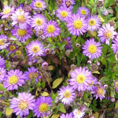 Aster nain d'automne Ezo Murazaki Aster ageratoides ezo murazaki