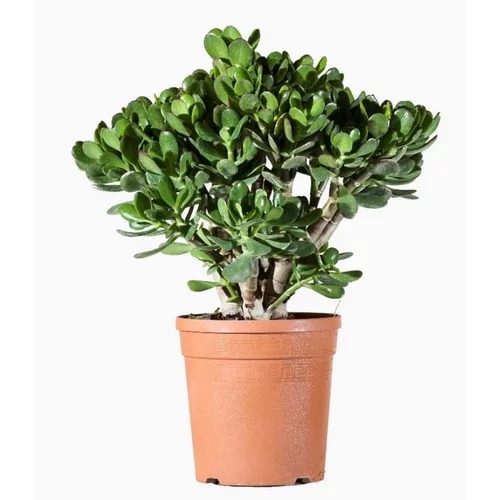 Crassula - Le pot de 1 litre