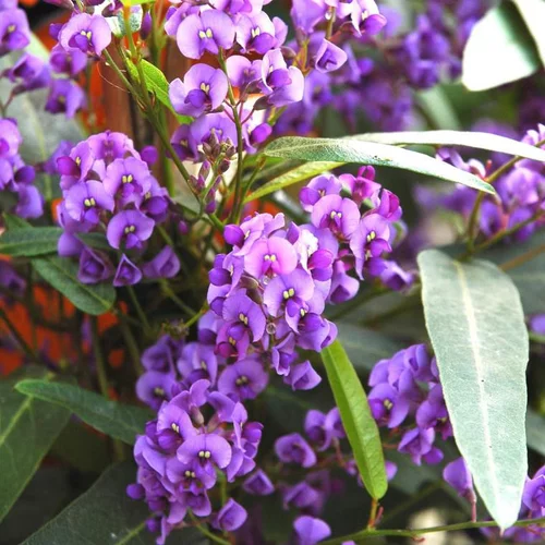 Hardenbergia Violacea Tippi - Le pot de 5 litres