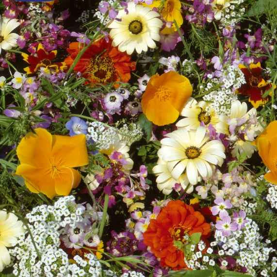 Graines de fleurs d'été en mélange - 6 m²