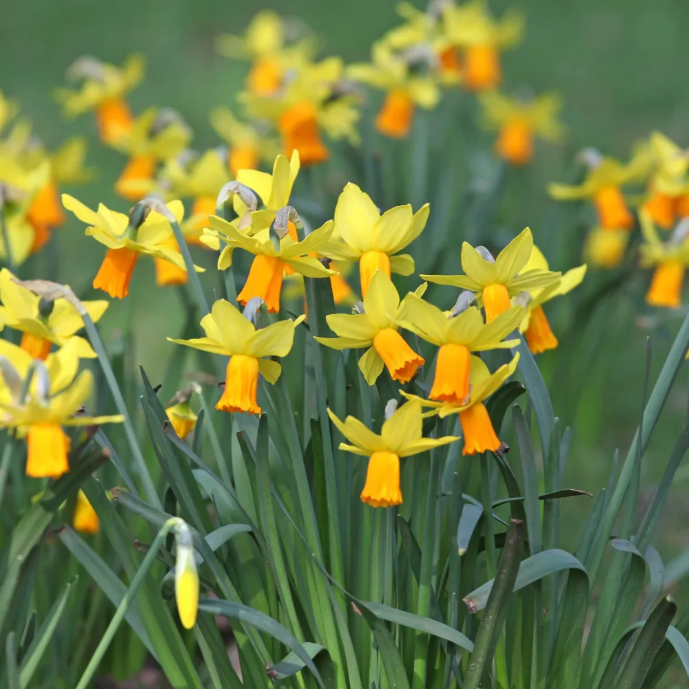 5 Mini-narcisses Jetfire Narcissus cyclamineus Jetfire