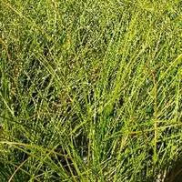 Carex Testacea - Le pot de 1 litre