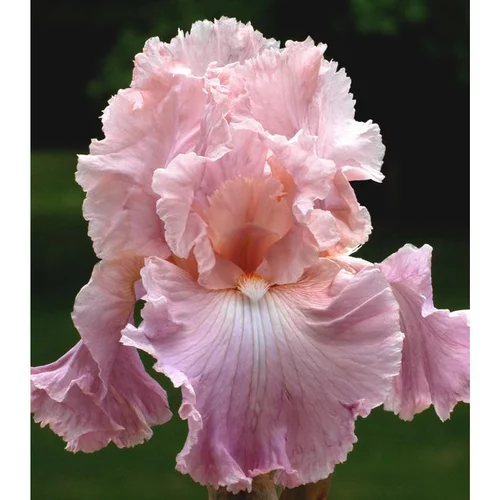 Iris des Jardins 'Pond Lily' - Le pot de 1 litre