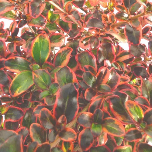 Coprosma - Le pot de 2,5 litres