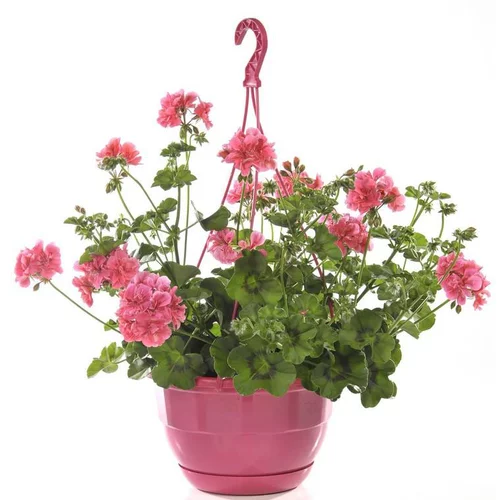 Géranium Lierre double à fleurs multicolores - La suspension