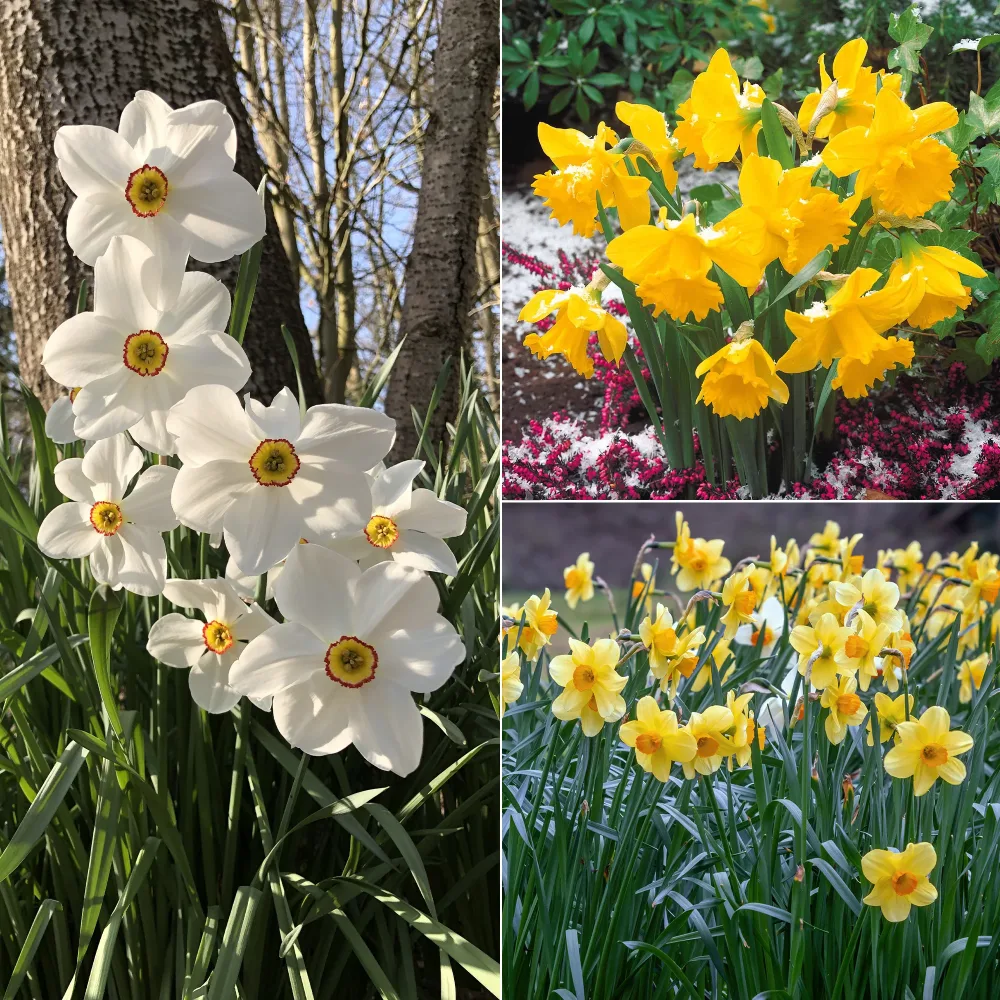 Collection de 30 Narcisses Fortune et Rijnveld Early Sensation Narcissus 'Fortune', 'Rijnveld Early Sensation', 'Actaea'