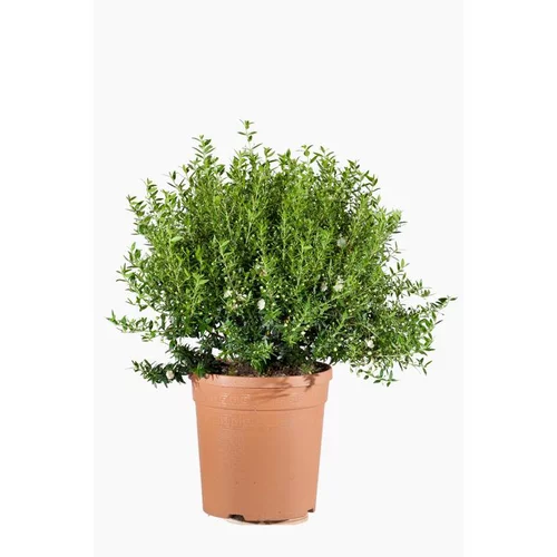 Myrtus Communis Pumila (Myrte Commun) Boule en pot de 9 L vert