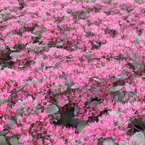 Sedum Bertram Anderson Sedum bertram anderson