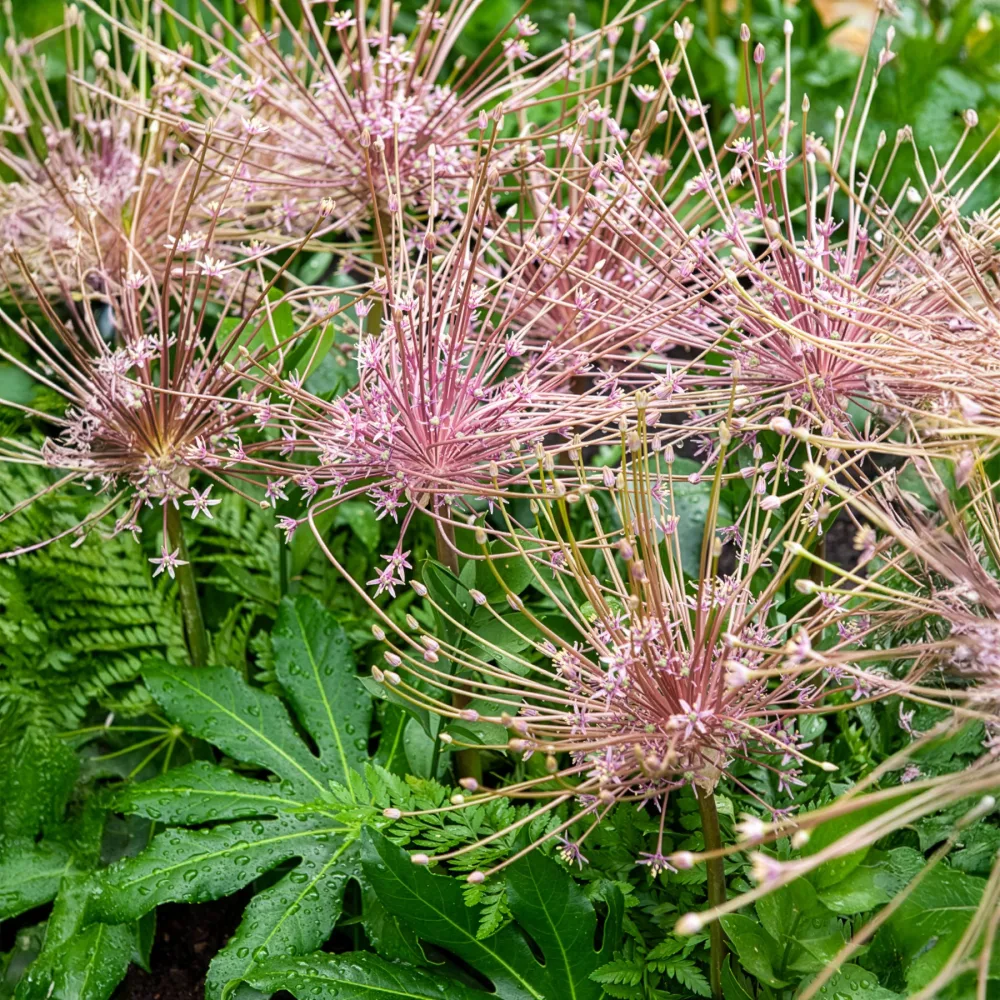 5 Alliums Schubertii Allium schubertii