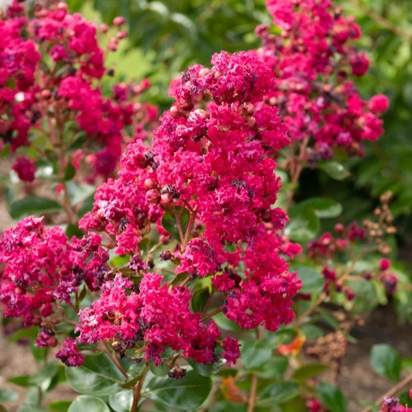 Lilas des Indes Braise d'été ® Indybra Lagerstroemia indica braise d'été® ‘indybra’