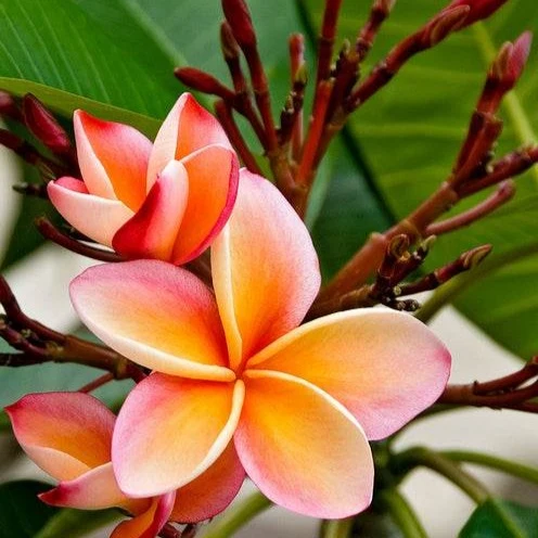 Frangipanier rouge Bordeaux Plumeria Rubra Bordeau