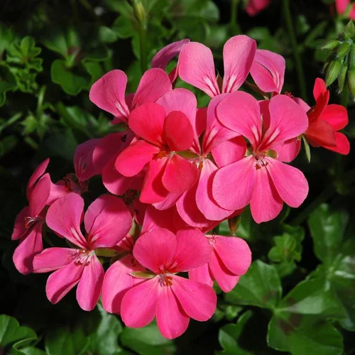 Géranium Lierre Simple à fleurs multicolores - Le pot Ø 13 cm