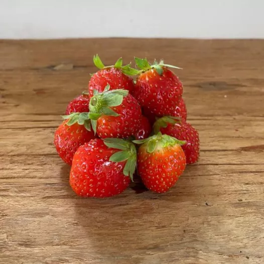 Plants bio : Plant fraisier "Mara des Bois" -25 plants- calibre B