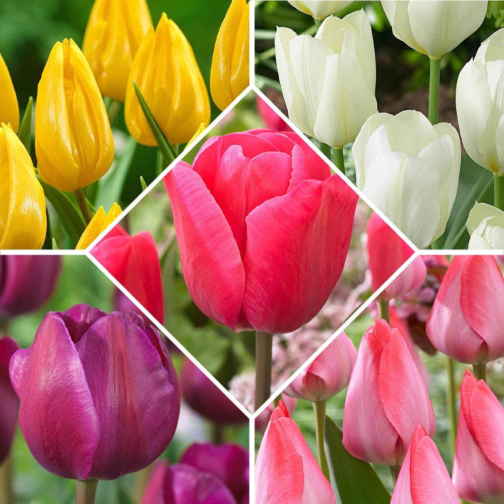 50 Tulipes Happy Garden en mélange Tulipa 'Yellow', 'Red', 'Purple', 'White', 'Pink'