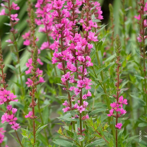 Lythrum Salicaria - Le pot de 3 litres