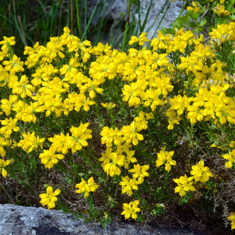 Genêt piquant d'Espagne Genista hispanica