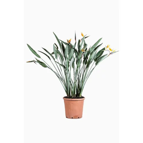 Strelitzia Reginae ou Oiseau du Paradis orange en pot de 30 L