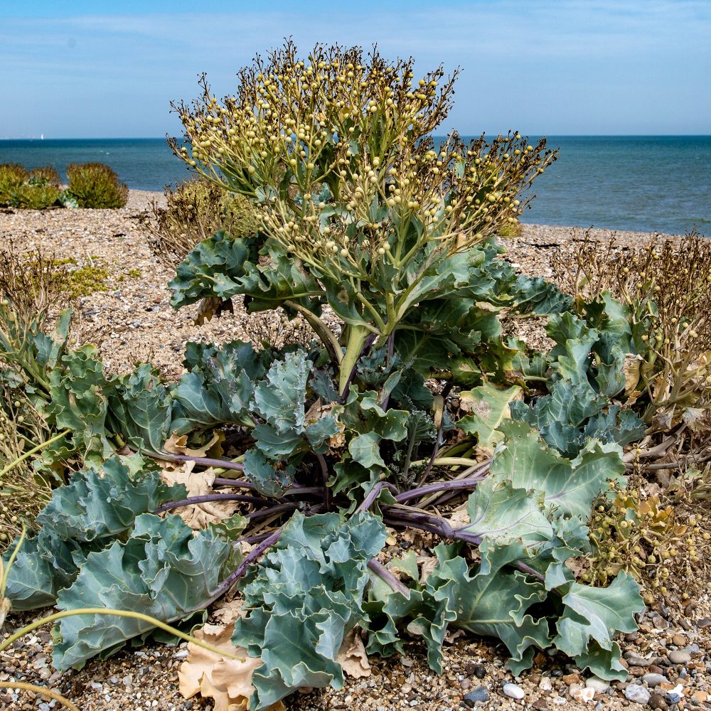 Crambe maritime Crambe maritima
