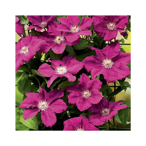 CLEMATITE ERNEST MARKHAM. Le pot de 3 litres