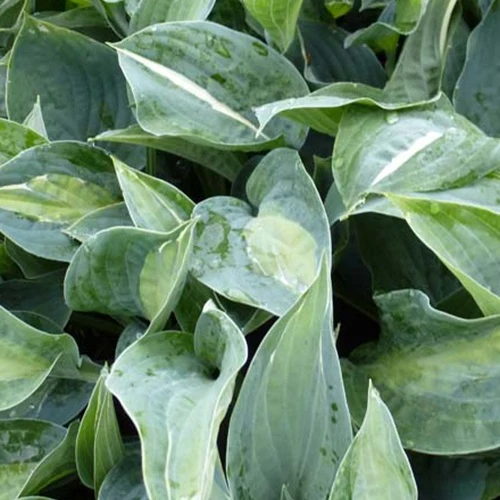 Hosta Kiwi Full Monty Hosta kiwi full monty