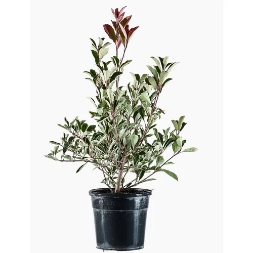 Photinia Fraseri Pink Marble®? en pot de 3 L rose