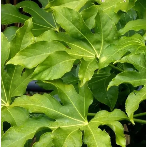 Fatsia Japonica Type (Aralia du Japon) en pot de 4 L vert