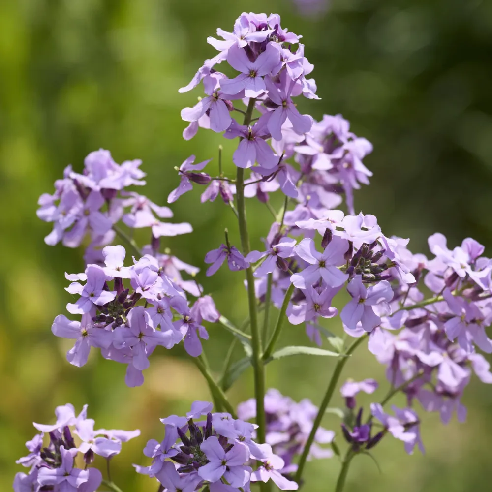 Julienne des Dames Hesperis matronalis