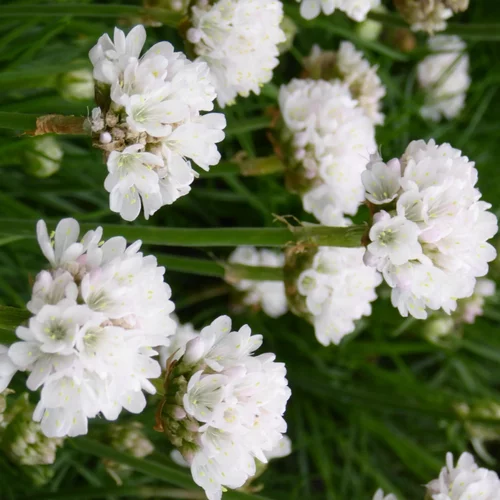 Armeria Maritima Armada White (Blanc). Le pot de 2 litres