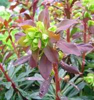 Euphorbe vivace pourpre - Le pot de 10,5 cm