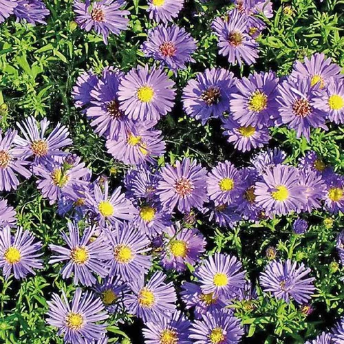 Aster Nain Aut - Bleu - Le pot de 9 x 9 cm