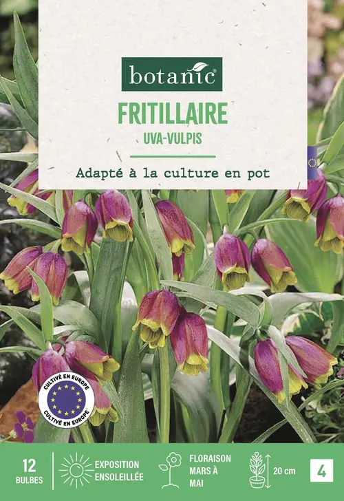 Bulbes de fleurs Fritillaire Uva Vulpis violet botanic® - 12 bulbes