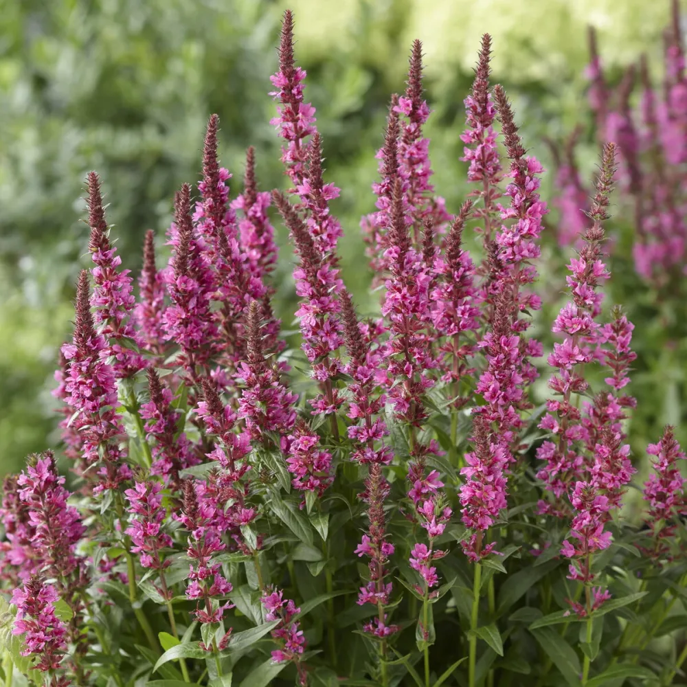 Salicaire commune Robert Lythrum salicaria Robert