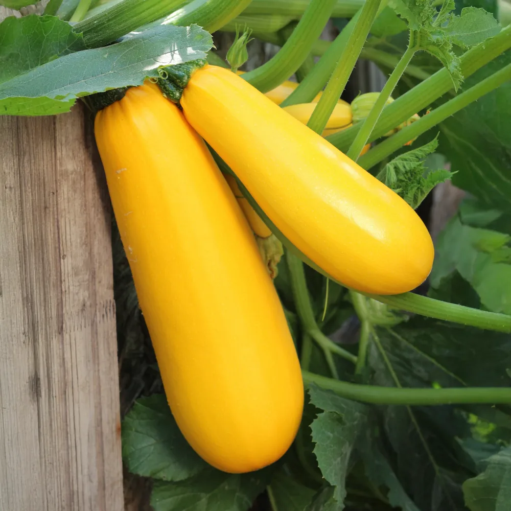 Courgette Soleil F1 Cucurbita pepo soleil f1