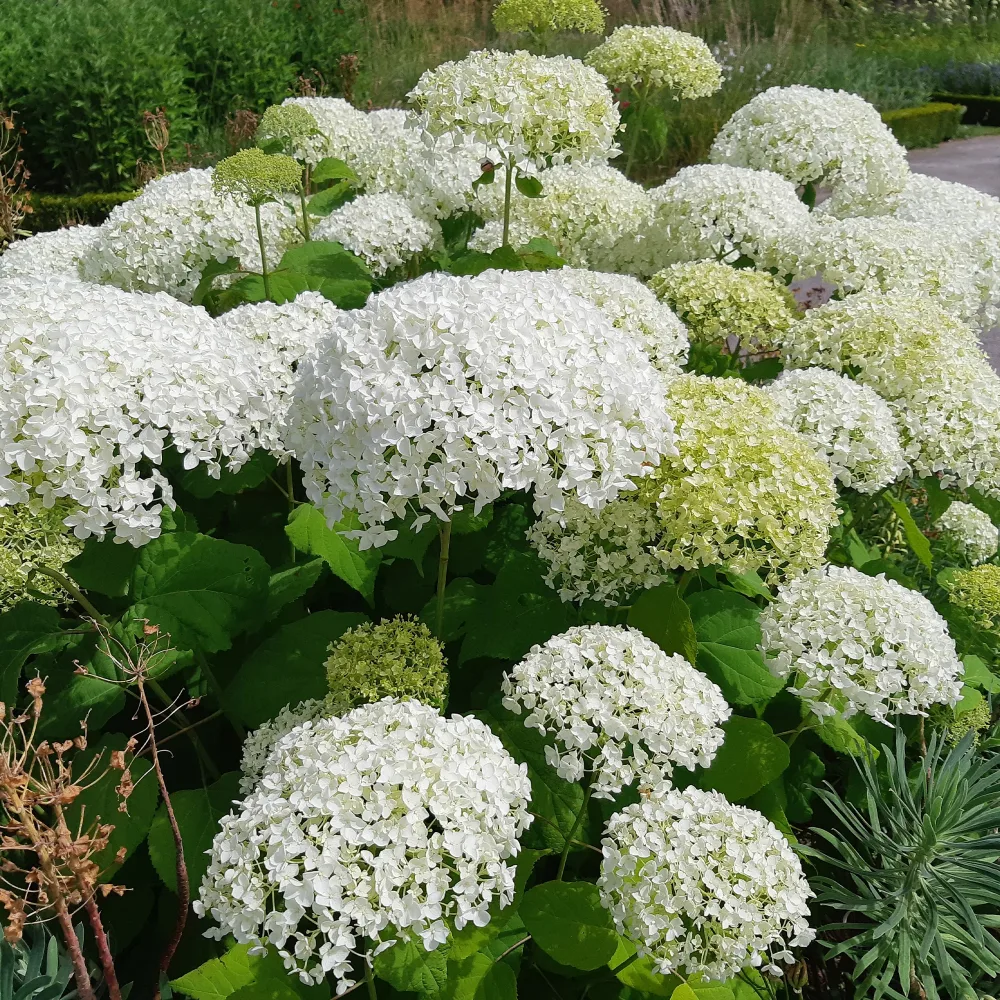 Hortensia Strong Annabelle Hydrangea arborescens 'strong annabelle'