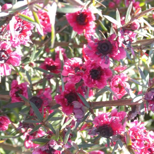 Chamelaucium (Wax Flower) Tige - Le pot de 20 cm