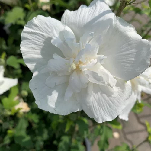 HIBISCUS S.WHITE CHIFFON 5L