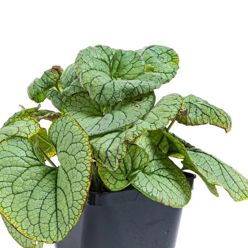 Myosotis du Caucase 'Jack Frost' - Le pot de 2 litres