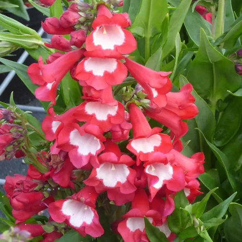 Penstemon - Le cocoripot de 5 litres