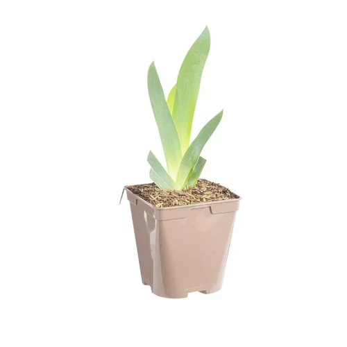Iris des jardins Floorshow - Le pot de 1 litre